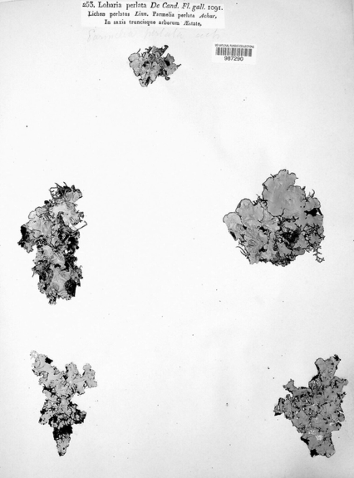 Lobaria perlata image